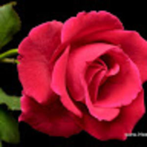 Meet your Posher, Khadijah